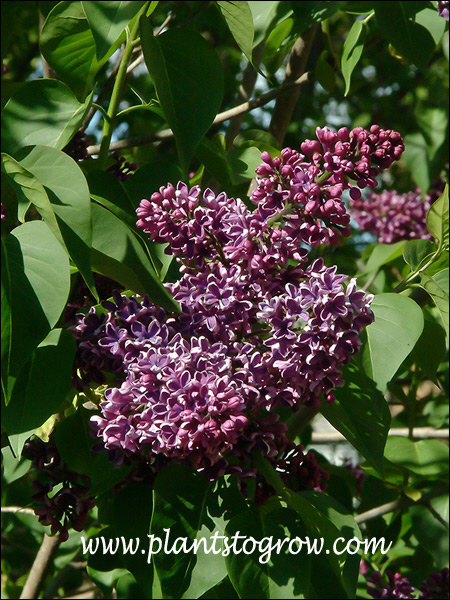 The flowers have the white to silver edge